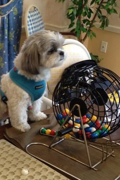 hundbingo