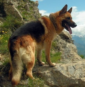 tysk schäferhund