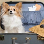 dog-in-suitcase