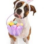 column_002_Easter-dog