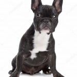 black-french-bulldog