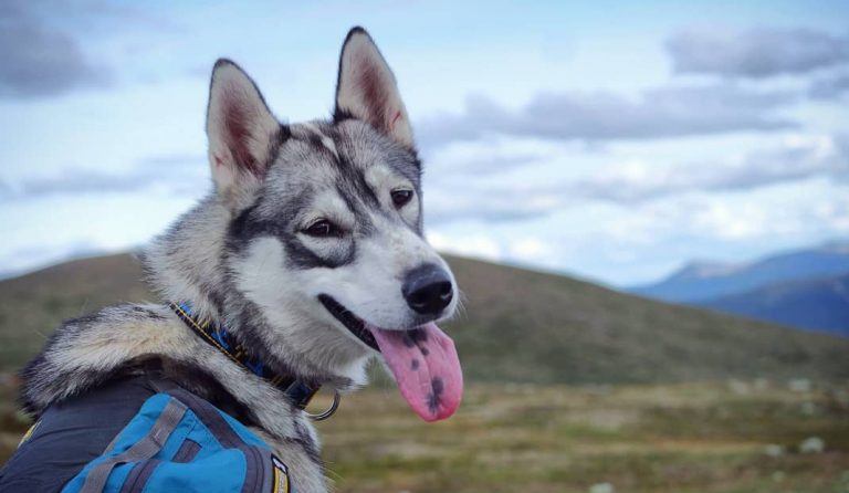 Hundkapplöpning – allt du behöver veta
